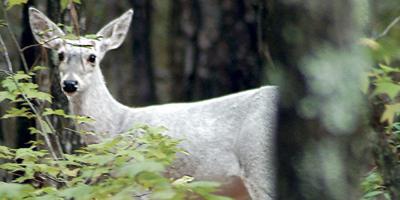 White doe spotted in Willow Point area