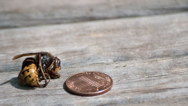 ‘Winged giants’ make a buzz in county