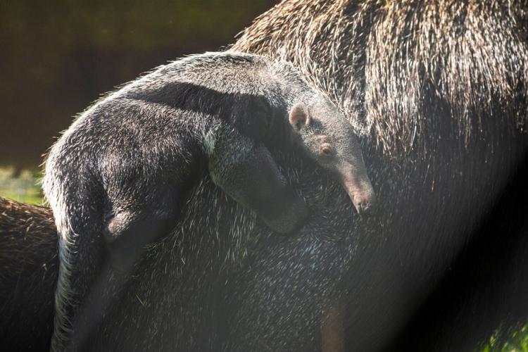 New baby anteater cling to its mother’s back at zoo