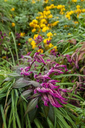 Jasmine Hill Turns 90