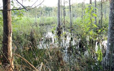 Beaver pond offers myriad glimpses of nature