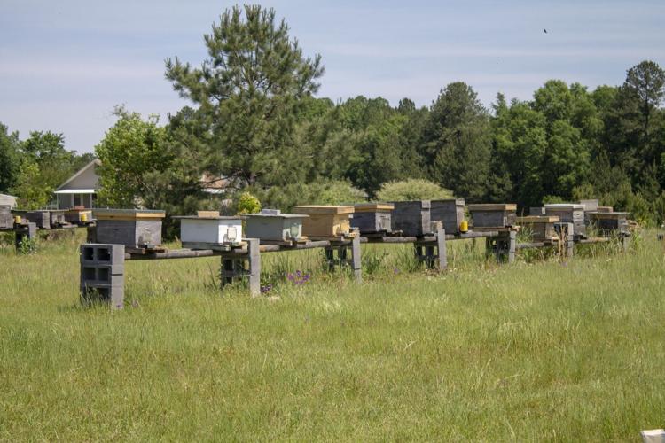 Bee farm buzzing with activity