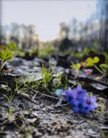 Lake Martin Living Art & Photo Contest