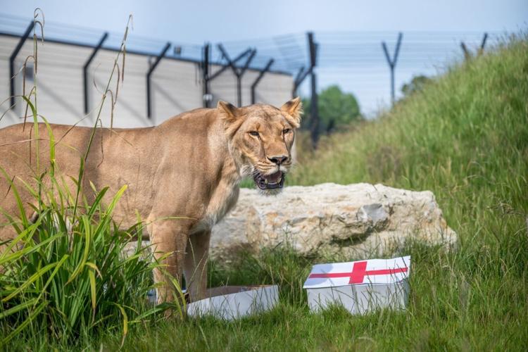 Animal sanctuary lions predict England will roar to victory against Croatia