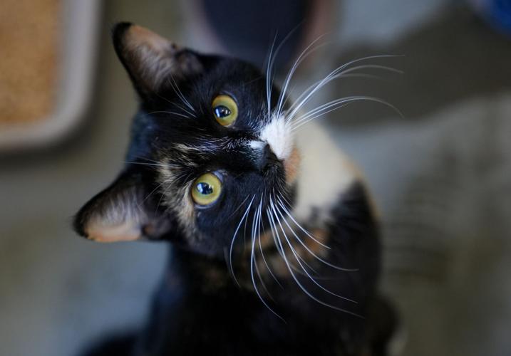 Adorable Pets for Adoption at Lake Martin Humane Society