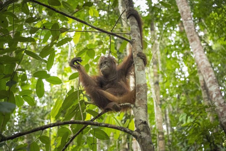 Three critically endangered orangutans released after graduating “forest school”