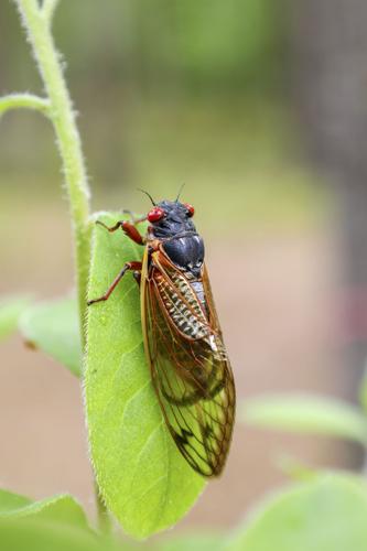 The Buzz of Periodical Cicadas