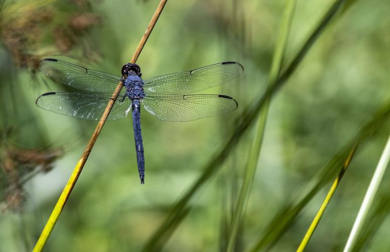 Slaty Skimmer