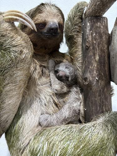 Sloth family recovers after rescue from trafficking