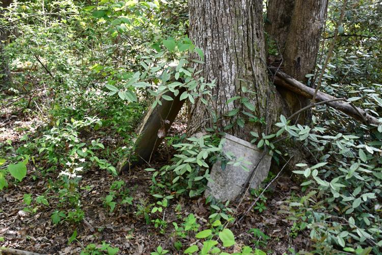 PHOTOS: Dozens of old Youngsville graves lie in the woods of the Russell Mills estate