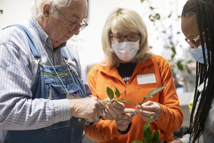 PHOTOS: Camellia grafting workshop