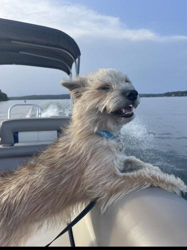 Foxy on Boat.jpg
