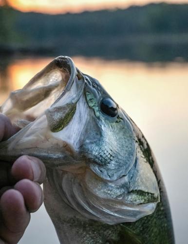 Night Fishing Secrets