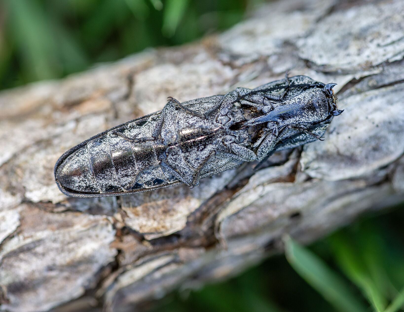 ClickBeetle_6973.tif