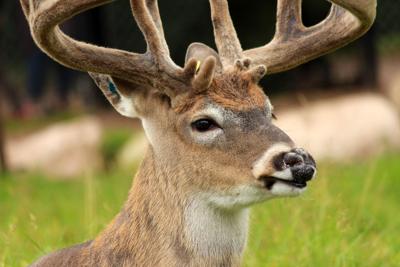Whitetail Deer Behavior in Southern Weather