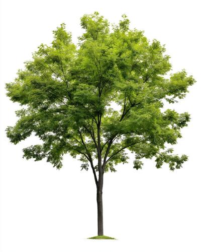 Arbor Day Earth Day image of deciduous green tree full size, isolated on a white background.