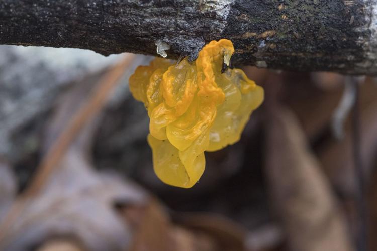Witch's Butter