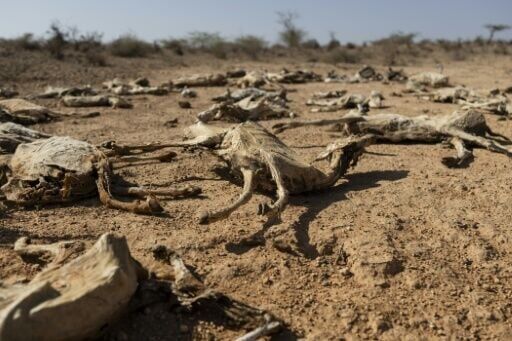 Villagers have lost entire flocks of livestock to the drought