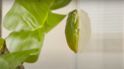 Wind Creek State Park sports all kinds of amphibians