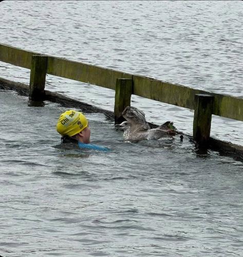 Brave woman hailed a hero after saving injured seagull from drowning