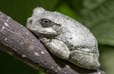 Cope'sGrayTreefrog_9172.tif
