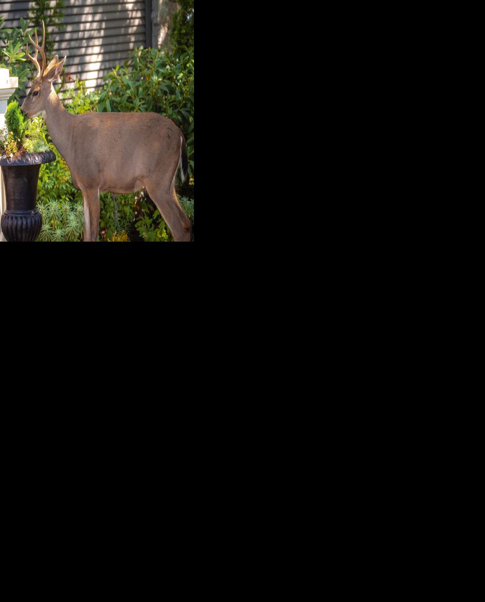 Oh Deer!