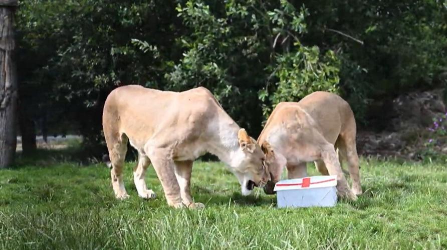 Animal sanctuary lions predict England will roar to victory against Croatia
