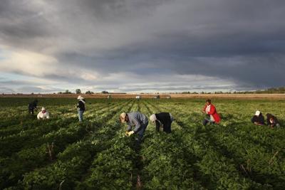 Migrant workers from Mexico make up a large portion of the agricultural labor needed across the state.
