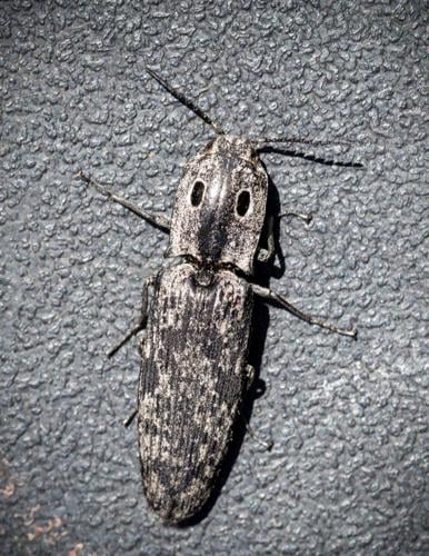 ClickBeetle_6158.tif