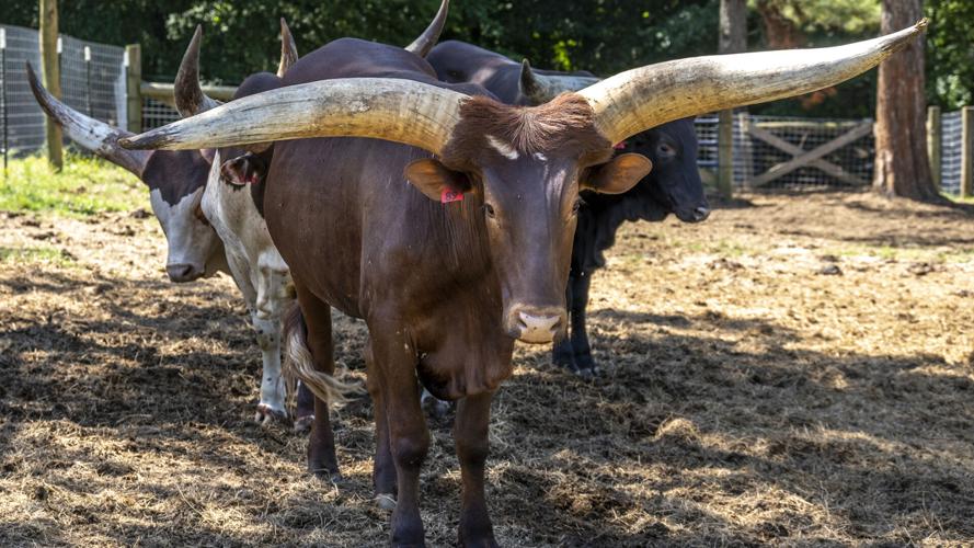 Watusi Cattle