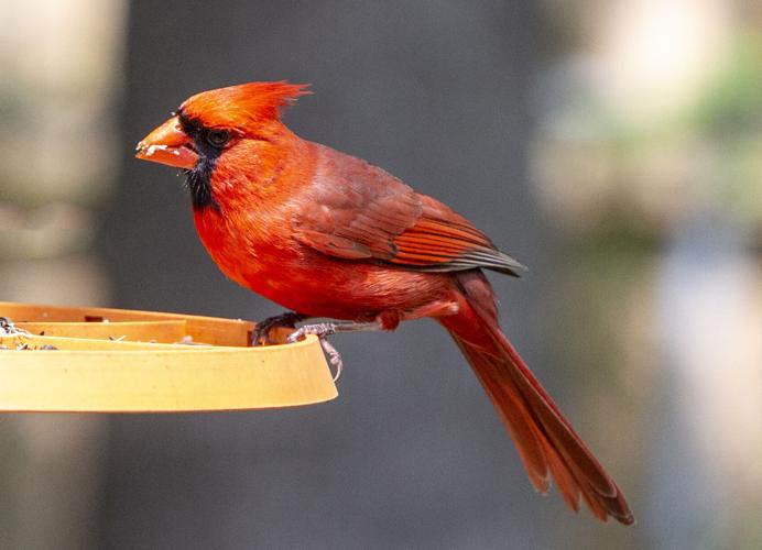 Winter Feeding