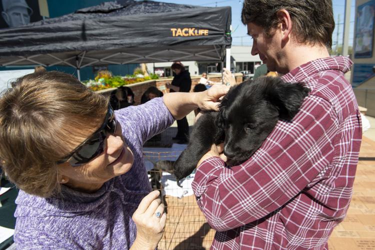 PHOTOS: Pet adoption event in downtown Wetumpka
