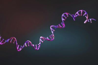 Two hurdles mRNA drugs face are a short half-life and impurities that trigger immune responses.