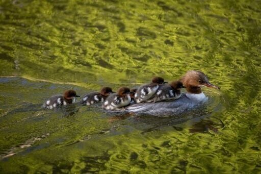 One of the first merganser mums to cross this season took almost 24 hours to make it from the park to the river
