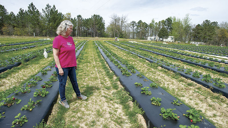 Strawberries will soon be plentiful at Oakview Farms