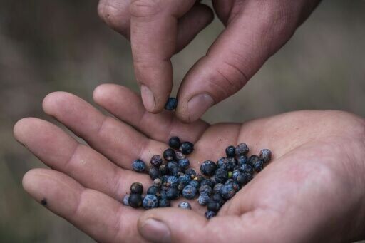 The presence of juniper has declined in parts of Europe
