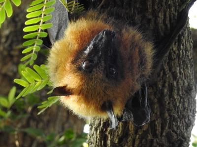 batz_featured