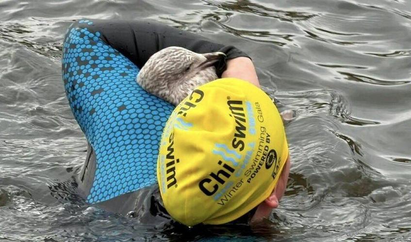 Brave woman hailed a hero after saving injured seagull from drowning