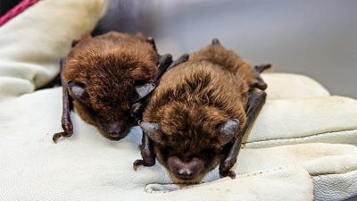 Bat Blitz highlights role in ecosystem