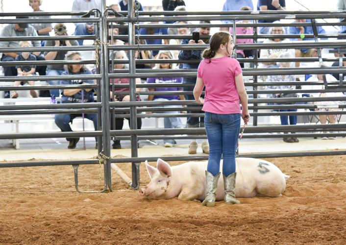 050226Pig3.jpg