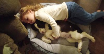 ‘THIS PROPERTY IS JINXED:’ Family searches for missing dog after history of disasters