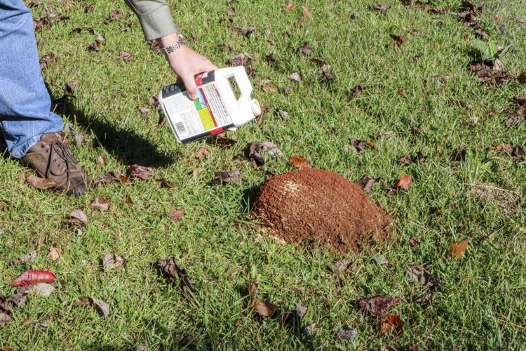 Pesky Fire Ants