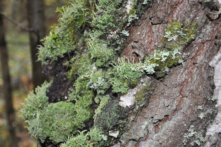 It's not killing your trees