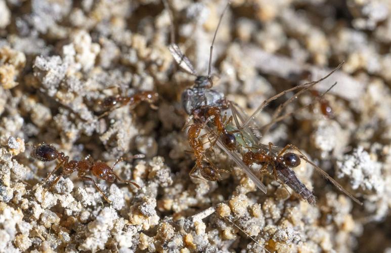 The Invasion of the Fire Ants