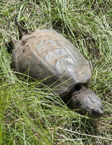 Common Snapping Turtle