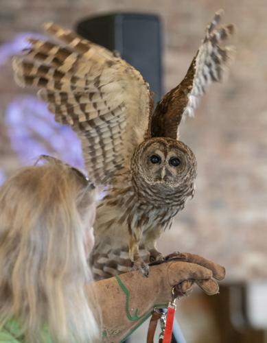 PHOTOS: Eclectic's Raptor Ridge brings raptors to library program