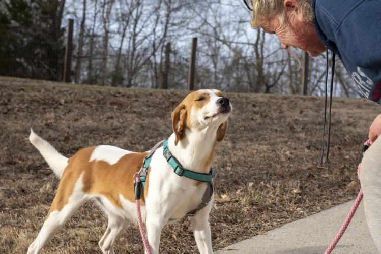 For the LOVE of Dogs