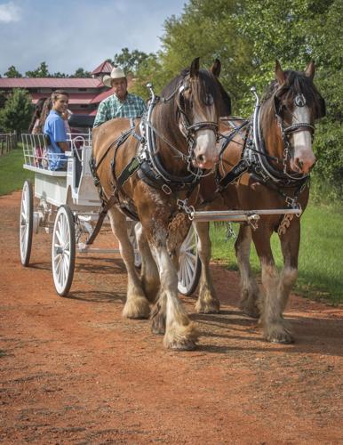 Carriage_7007_20160824.tif