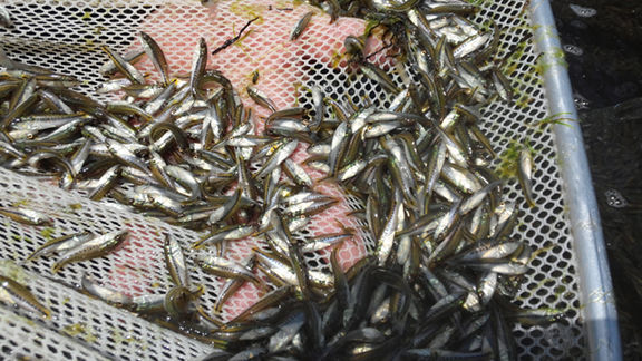 Lake Jordan stocked for change