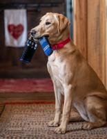 Resolve to be a better pet parent